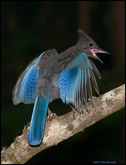 _1SB6250 juvenile stellers jay.jpg